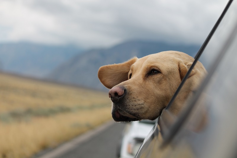 Best Car for Your Dog